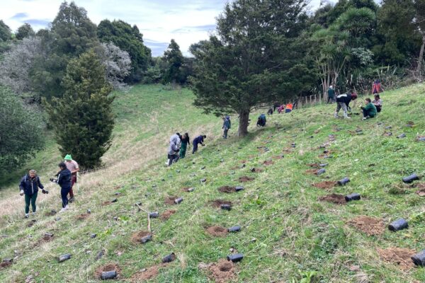 3 Pakūranga College students planting trees on a hill