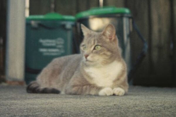 A close up of an alternate shot of the cat, note the slightly incorrect focus. The sports finder proved useful for this photo, and is useful while waiting for something to move into the right position, such as a cat or a warplane.