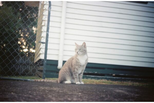 The neighbour’s cat made for a rather nice subject.